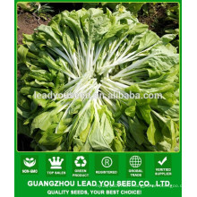 NPK05 Binla Green chinese vegetable pak choi seeds for open air